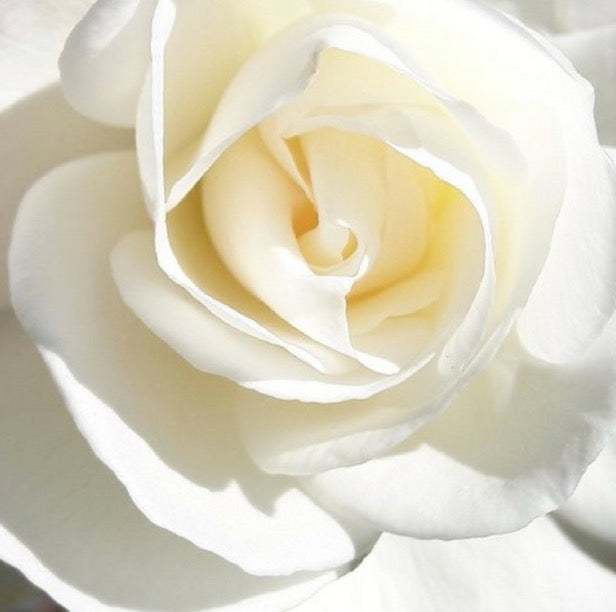 PAINT WITH US, HEAL WITH US! Online Retreat with Verena Fay und Katharina Lucia